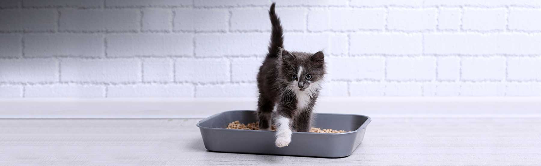 Minerales de Avino - Cuidado Animal