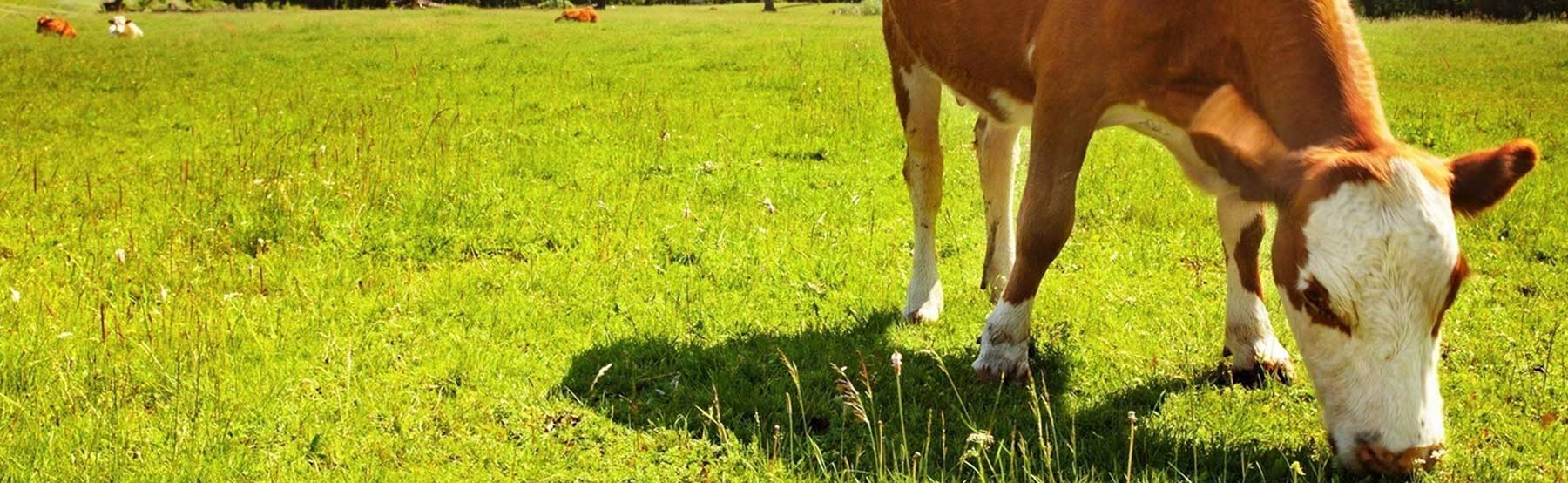 Minerales de Avino - Cuidado Animal